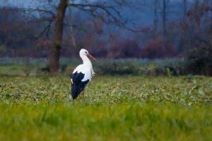 Read more about the article January e-bulletin