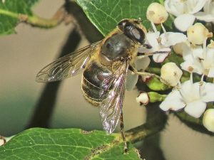 Read more about the article Wildlife notes January 2026