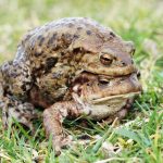 Common Toad mating