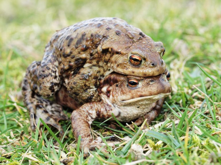 Read more about the article Wildlife notes February 2026