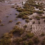 Birkdale Green Beach, Early formation stages in 1987.