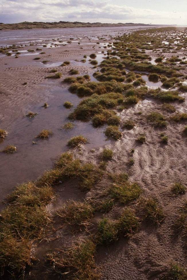 Birkdale Green Beach, Early formation stages in 1987.