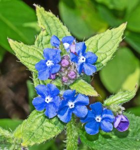 Read more about the article Wildlife Notes March 2026