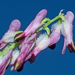 Purple-Ramping-fumitory-Fumaria-purpurea-Kirklake-Road-Formby-24-04-