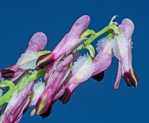 Purple-Ramping-fumitory-Fumaria-purpurea-Kirklake-Road-Formby-24-04-