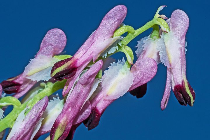 Purple-Ramping-fumitory-Fumaria-purpurea-Kirklake-Road-Formby-24-04-